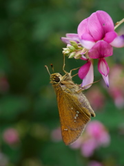 野草園のセセリ