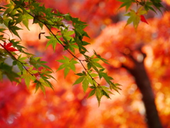 秋の鹽竈神社Ⅶ