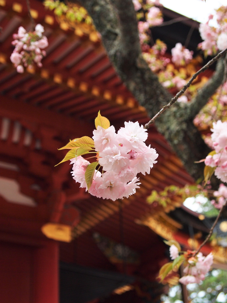 鹽竈神社の鹽竈桜2022