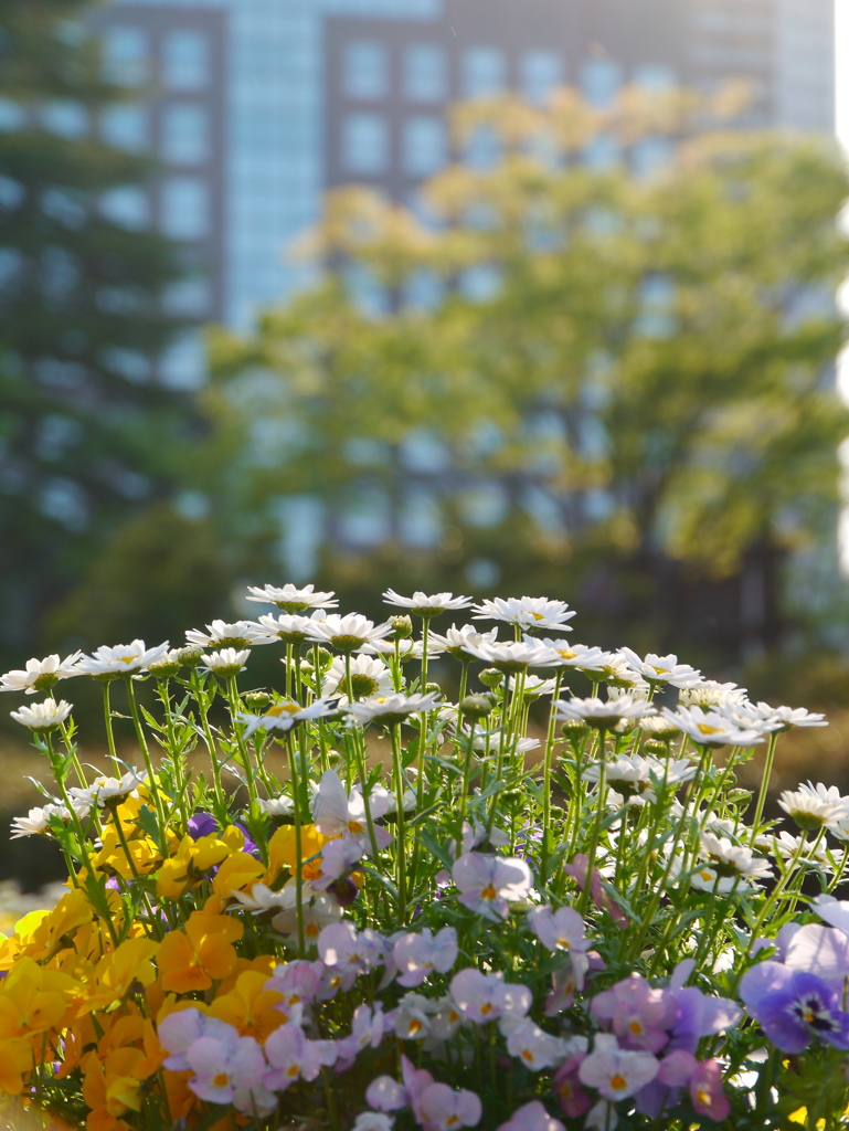 公園の花壇