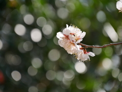 野草園の梅Ⅱ