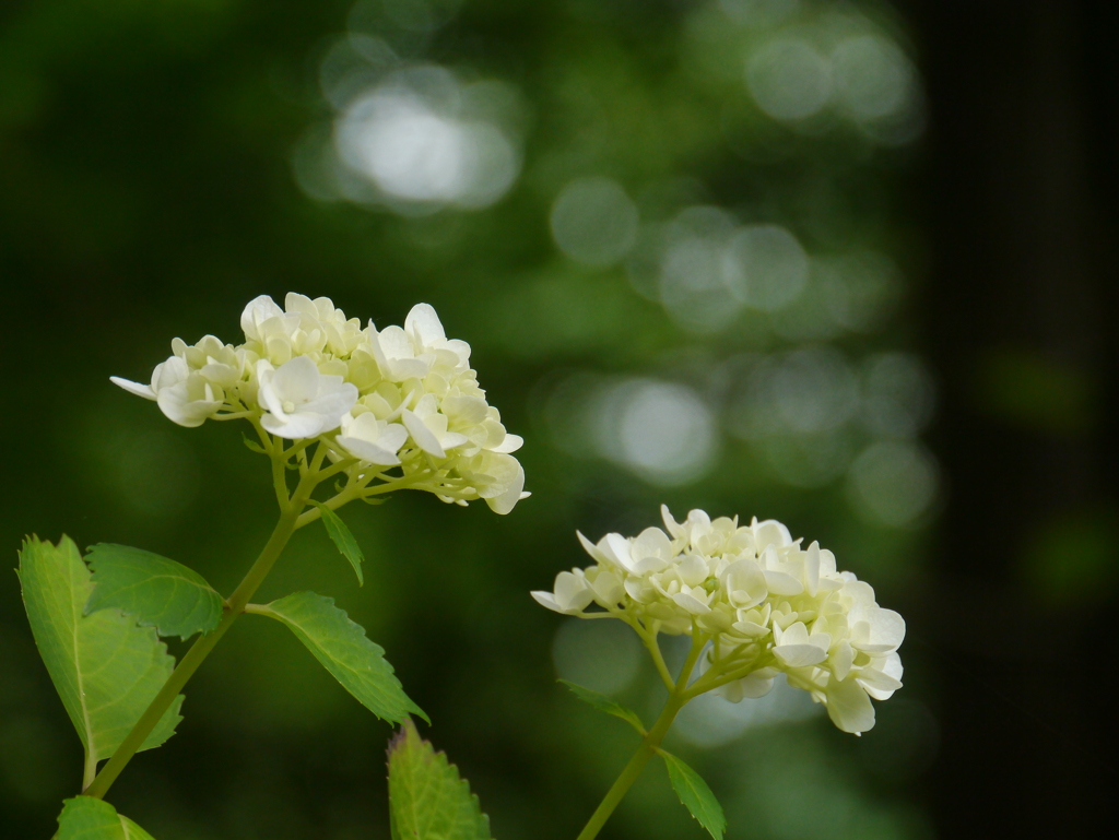 出塩文殊堂の紫陽花Ⅵ