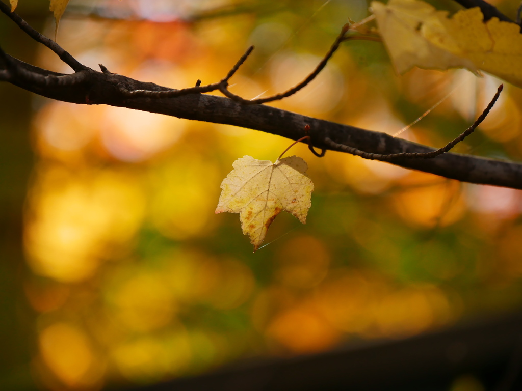 山形蔵王のカエデ