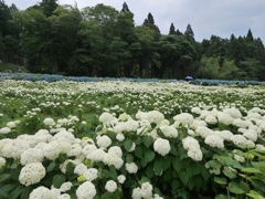 みちのくあじさい園の紫陽花2025