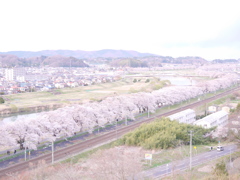 一目千本桜2019Ⅲ