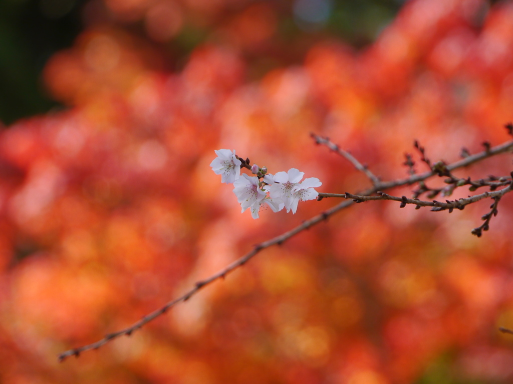 鹽竈神社の四季桜2022Ⅱ