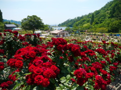 東沢バラ公園のバラ2024Ⅳ