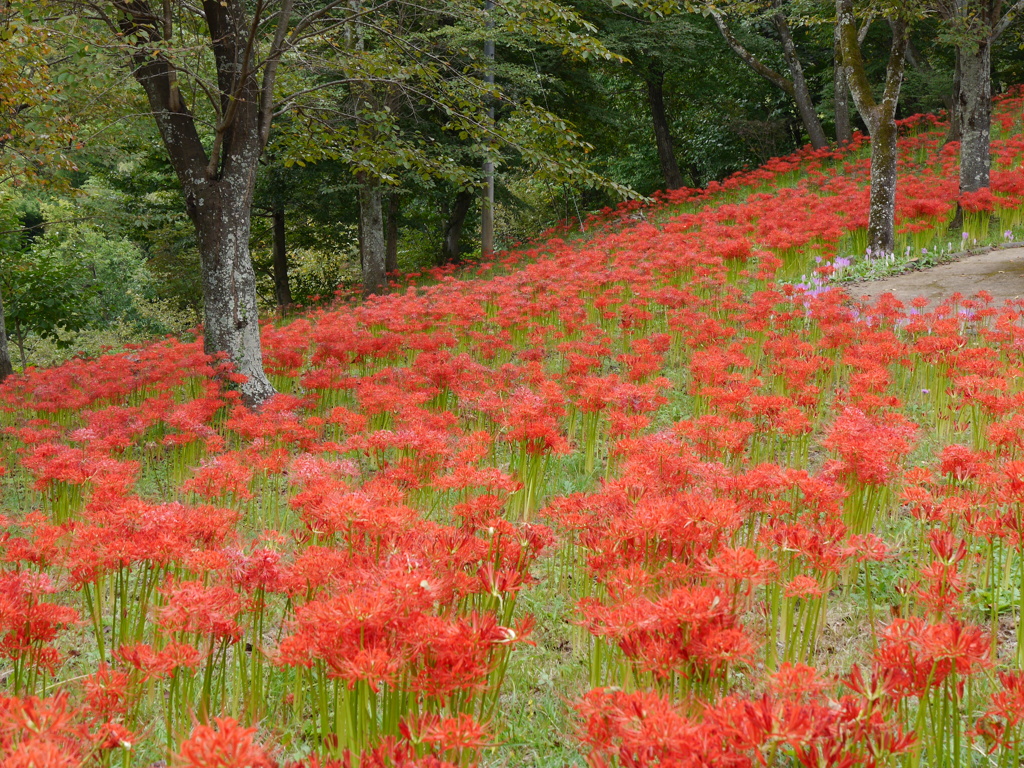 船岡城址公園の彼岸花Ⅱ