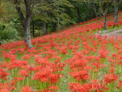 船岡城址公園の彼岸花Ⅱ