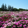 色麻町の芍薬2024Ⅱ