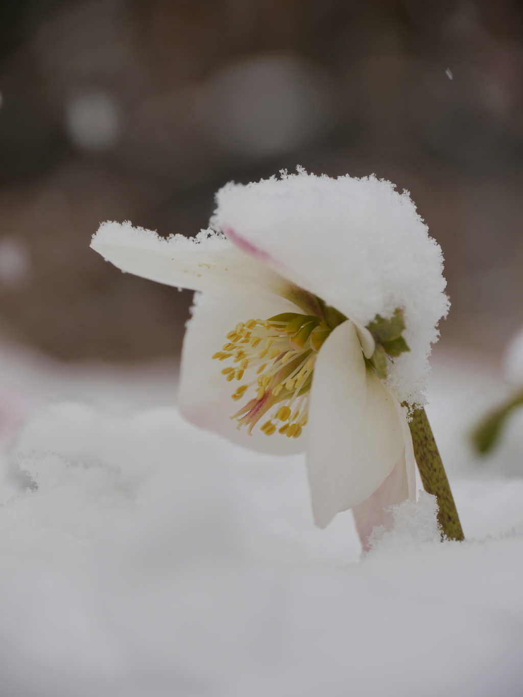 深い深い雪の中で