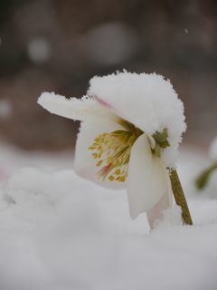 深い深い雪の中で