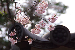 陸奥国分寺の桜Ⅳ