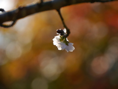 鹽竈神社の子福桜2020Ⅱ