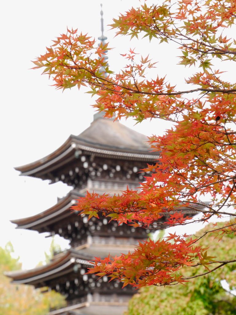 西方寺五重塔2016Ⅳ