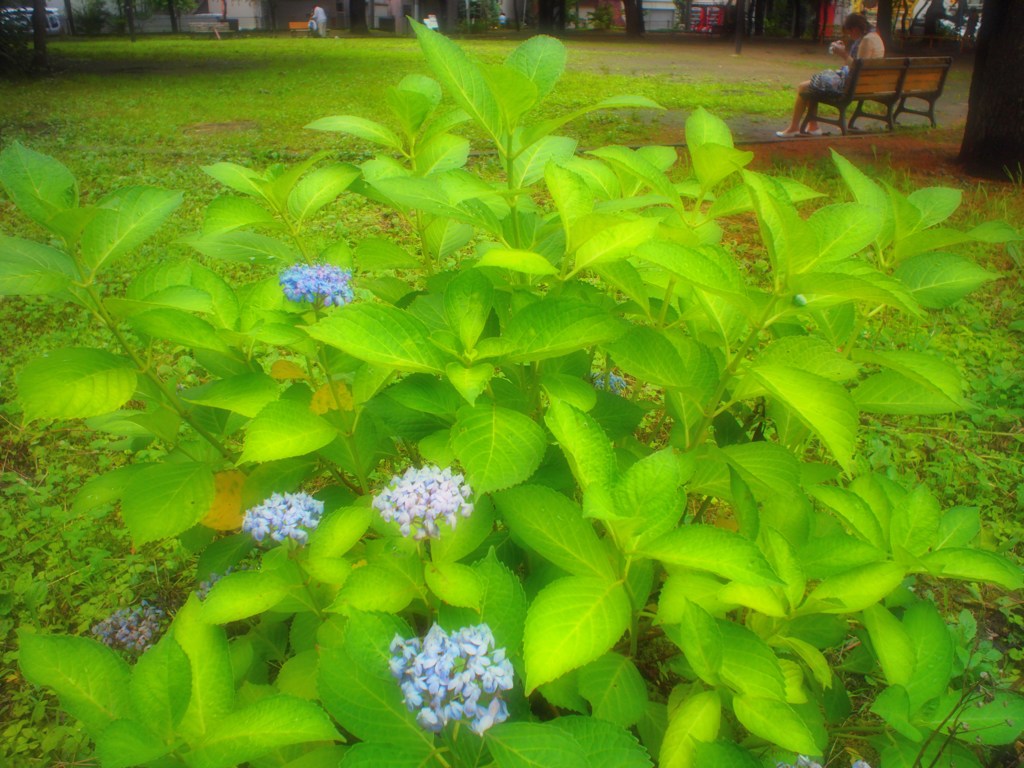 梅雨の公園