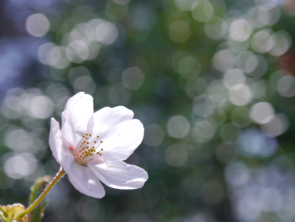 西公園の桜