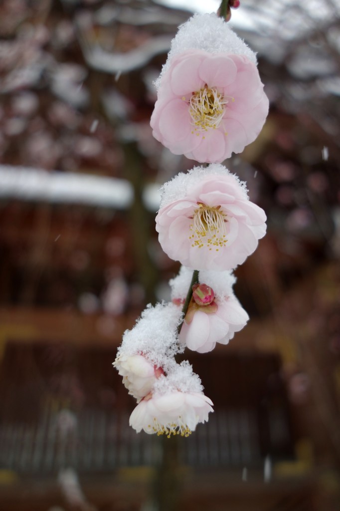 雪の湯島天神Ⅳ