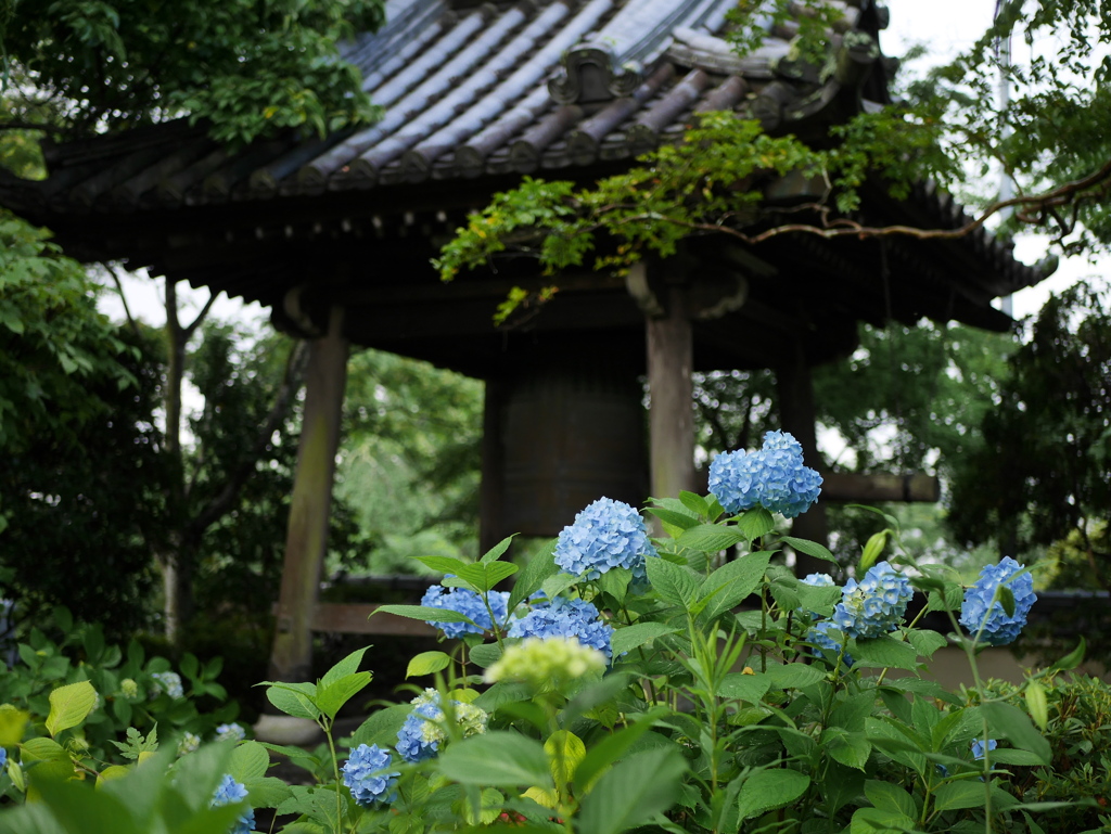 資福寺の紫陽花2023Ⅳ