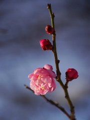 河原の紅梅