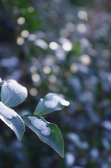 雪化粧