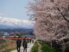 蛭沢川堤の桜並木