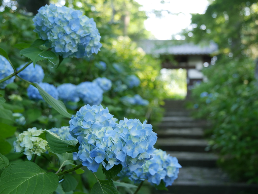 資福寺の紫陽花2022Ⅱ