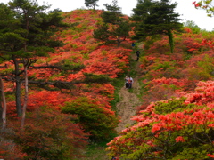 徳仙丈山のツツジ2023Ⅳ