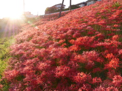 河原の彼岸花