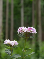 みちのくあじさい園の紫陽花2024Ⅱ
