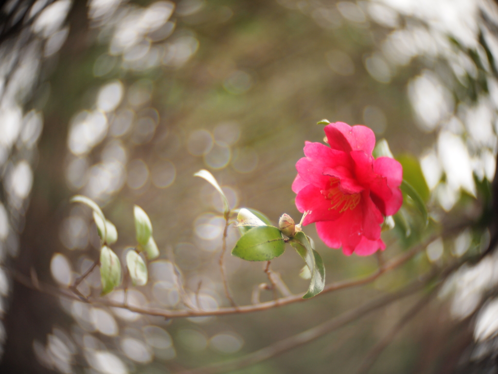 河原のサザンカⅣ