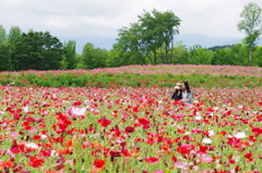 公園のポピー畑2019