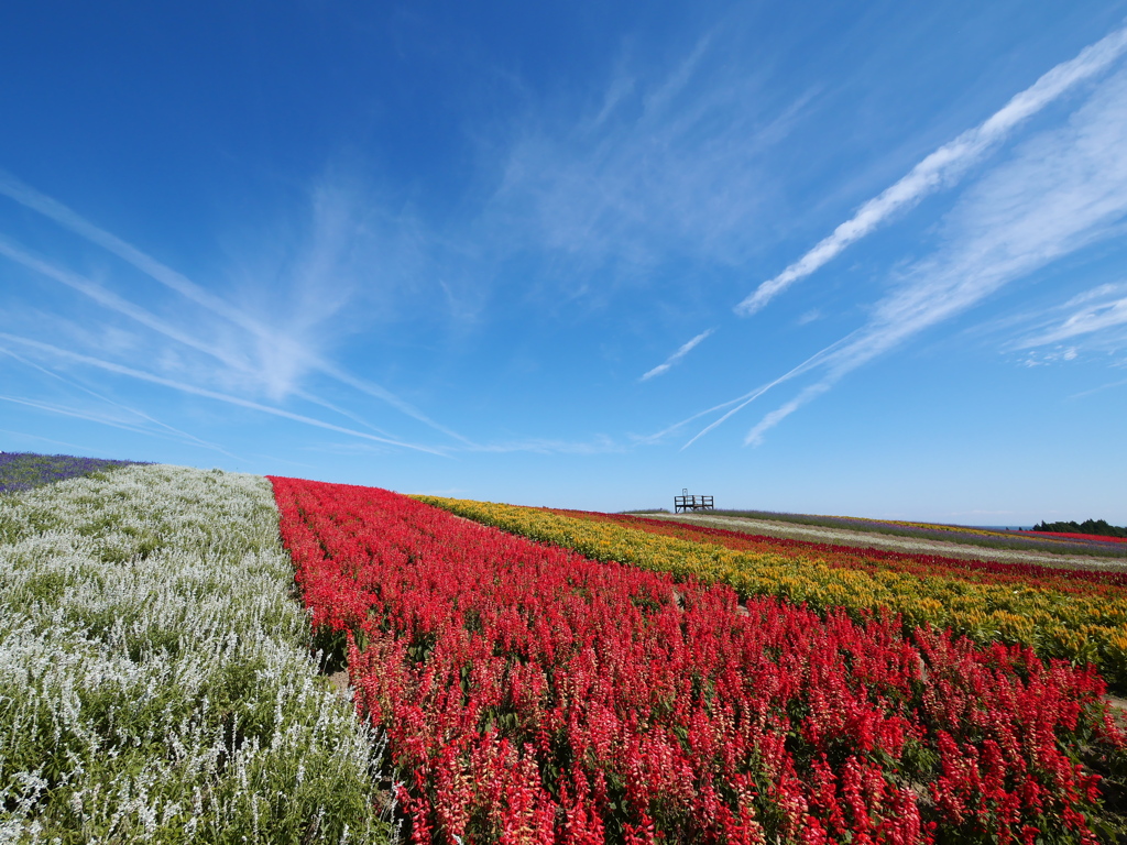 やくらいガーデン2022