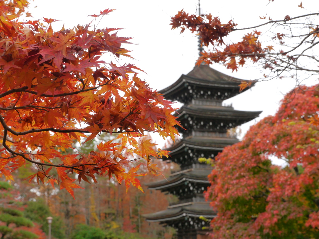 晩秋の西方寺五重塔