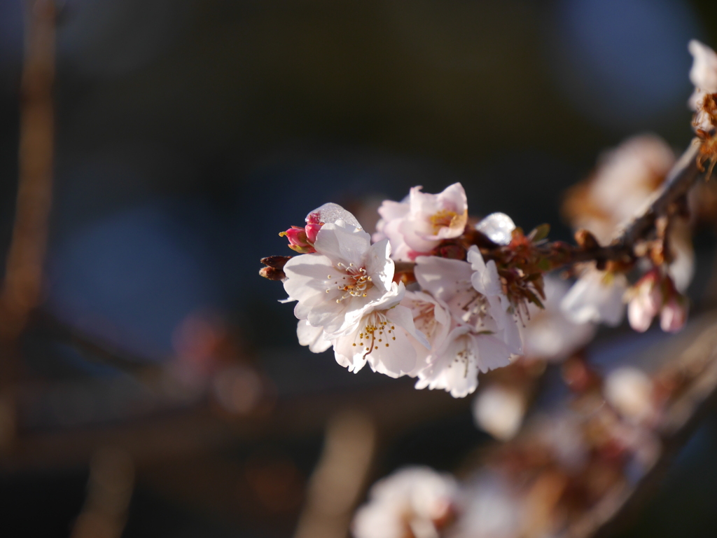 鹽竈神社の四季桜2021