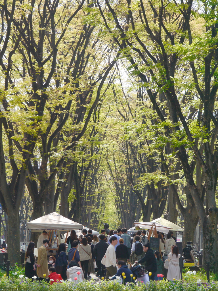 新緑の定禅寺通り