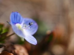 農業園芸センターのオオイヌノフグリ2026Ⅱ