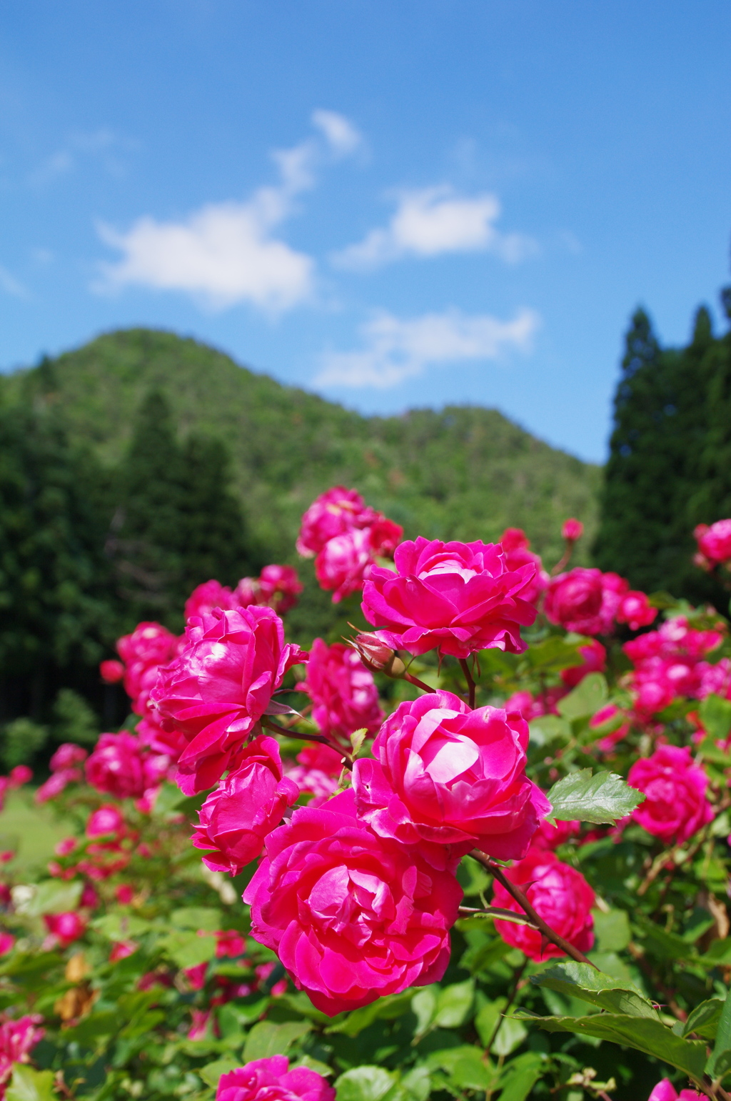 東沢バラ公園のバラⅡ