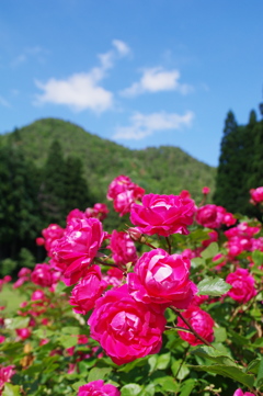 東沢バラ公園のバラⅡ
