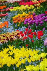 Colorful Garden