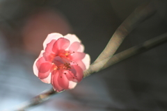 河原の紅梅