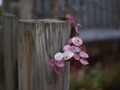 初冬の草花