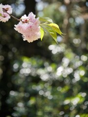 鹽竈神社の鹽竈桜2021Ⅶ