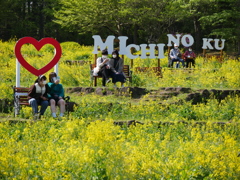 公園の菜の花