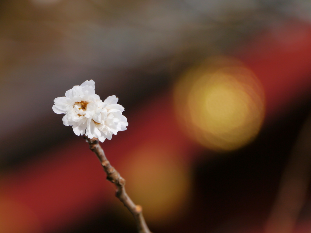 鹽竈神社の子福桜2024