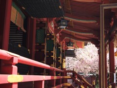 鹽竈神社の鹽竈桜2021Ⅴ