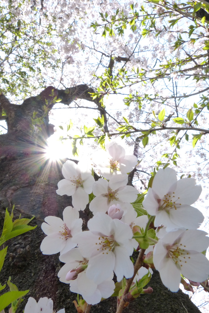 近所の桜並木Ⅱ