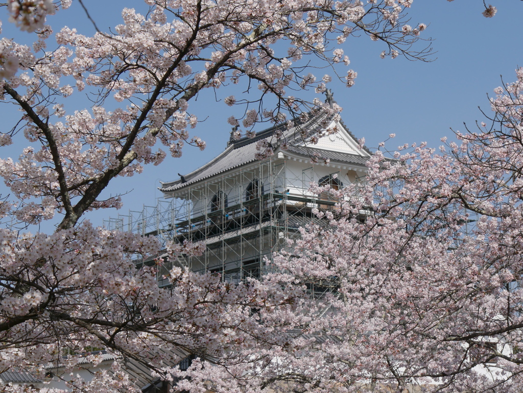 白石城の桜2022