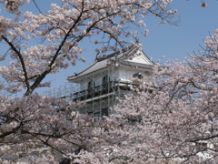 白石城の桜2022