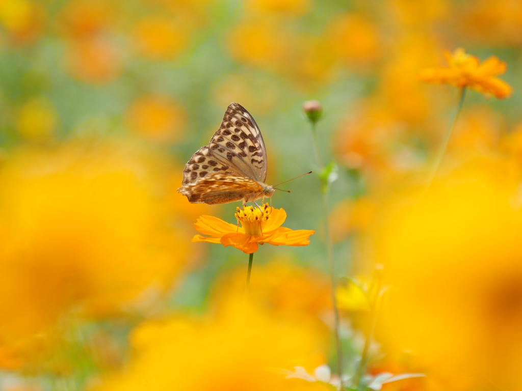 やくらいガーデン2020Ⅵ